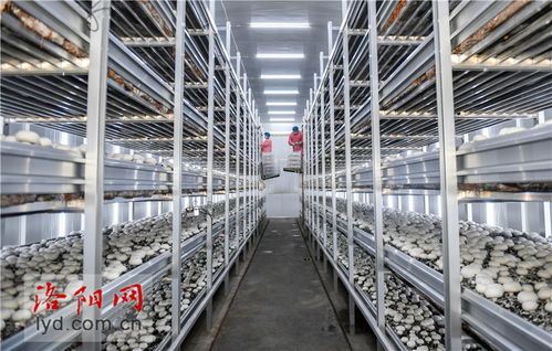工厂化种植赋能食用菌产业，科技升级引领农民致富新篇章