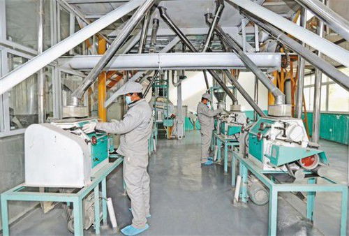 荞麦加工前景广阔，现代农业新引擎