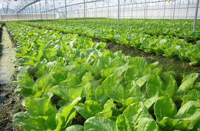 榆林明杰农业 深耕黄土高原，打造特色农业开发与产品新标杆