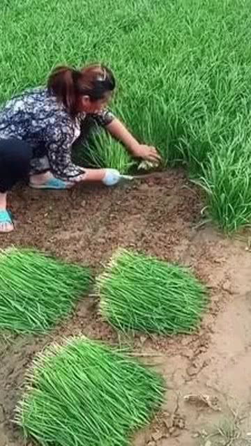 耕耘沃土，收获健康——优质农产品的纯天然之路